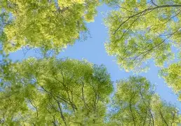 包含哈兰德能重回CBA四强引热议的词条
